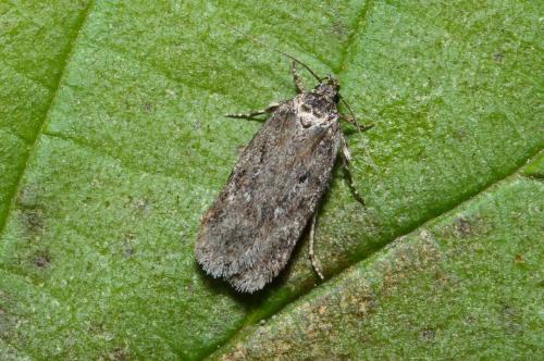 Depressaria sp.